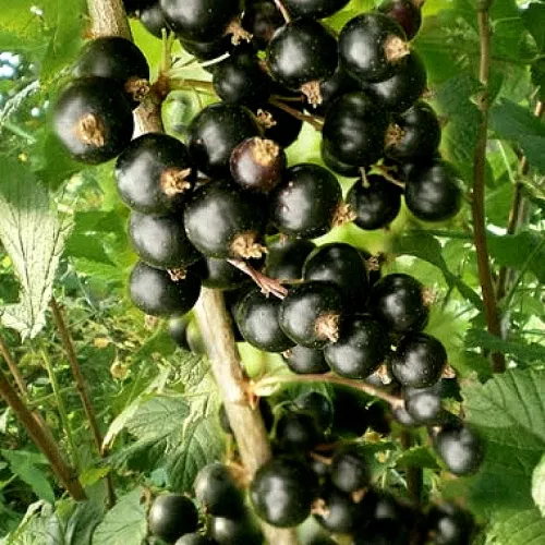 Смородина черная БЕН ТИРЕН  Смородина черная БЕН ТИРЕН в Владикавказе