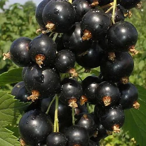 Смородина черная ИСКУШЕНИЕ  Смородина черная ИСКУШЕНИЕ в Владикавказе