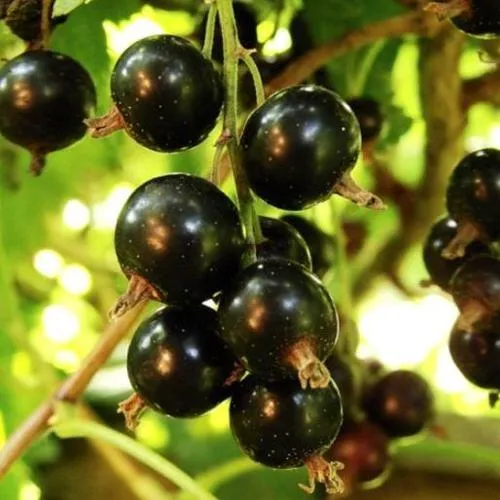 Смородина чёрная НАРА  Смородина чёрная НАРА в Владикавказе