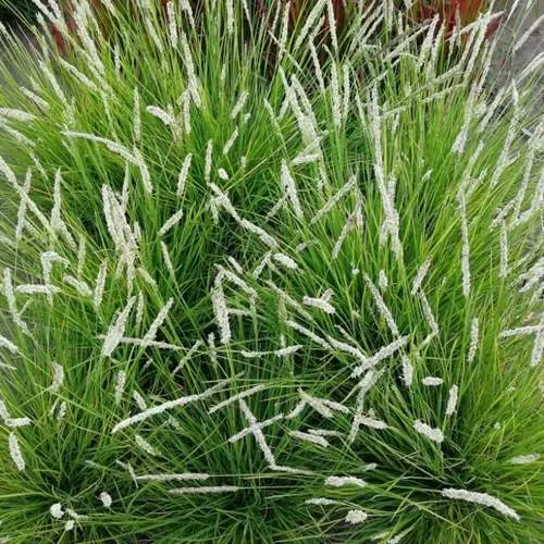 Сейслерия ОСЕННЯЯ  Сейслерия ОСЕННЯЯ в Владикавказе