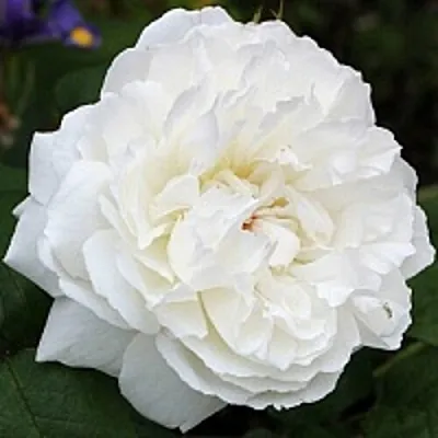 Саженцы роз ВИНЧЕСТЕР КАФЕДРАЛ английская  Саженцы роз ВИНЧЕСТЕР КАФЕДРАЛ английская в Владикавказе