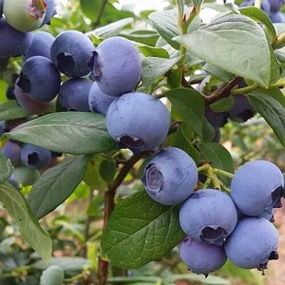 Голубика БЛЮГОЛД  Голубика БЛЮГОЛД в Владикавказе