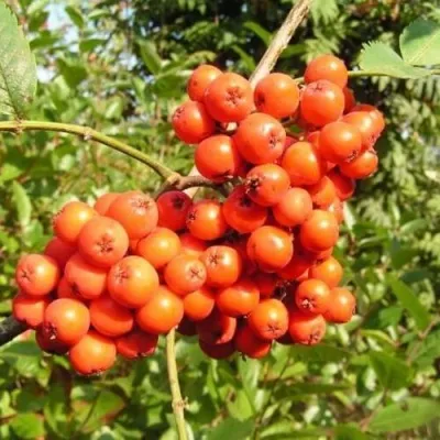 Рябина КОНЦЕНТРА сладкоплодная — описание сорта Рябина КОНЦЕНТРА сладкоплодная в Владикавказе