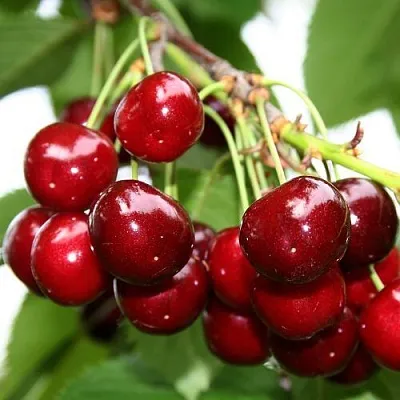 Черешня МИНЧАНКА  Черешня МИНЧАНКА в Владикавказе