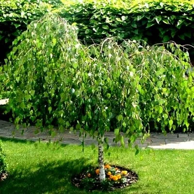 Береза  Береза в Владикавказе