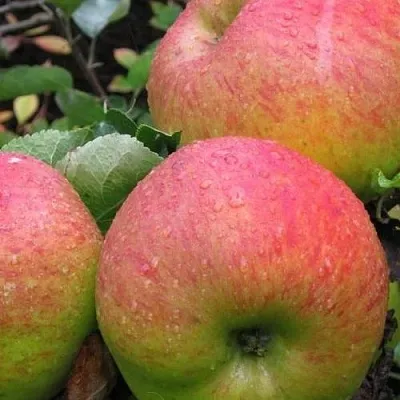 Яблоня ЯБЛОЧНЫЙ СПАС  Яблоня ЯБЛОЧНЫЙ СПАС в Владикавказе