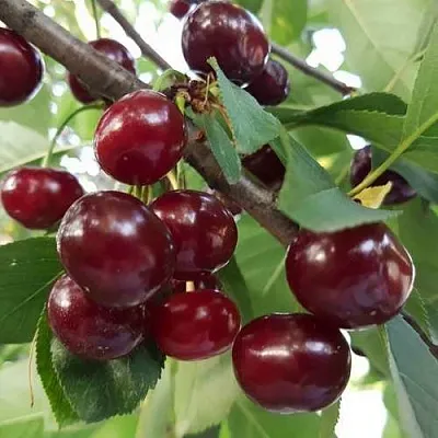 Дюк СЛАВЯНКА  Дюк СЛАВЯНКА в Владикавказе