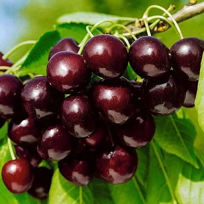 Черешня ВИТЯЗЬ  Черешня ВИТЯЗЬ в Владикавказе