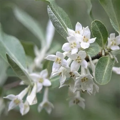 ЛОХ СЕРЕБРИСТЫЙ  ЛОХ СЕРЕБРИСТЫЙ в Владикавказе