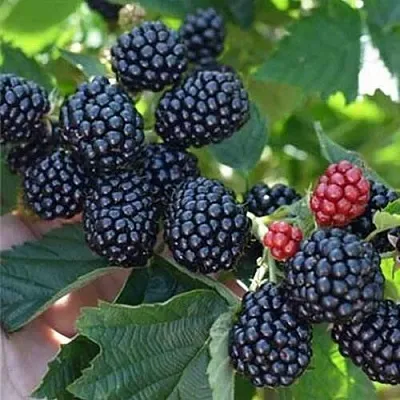 Ежевика ПОЛАР бесшипная в Владикавказе