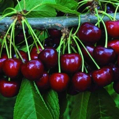 Черешня ВЕДА  Черешня ВЕДА в Владикавказе