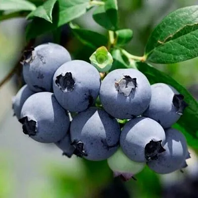 Голубика СИЕРРА  Голубика СИЕРРА в Владикавказе