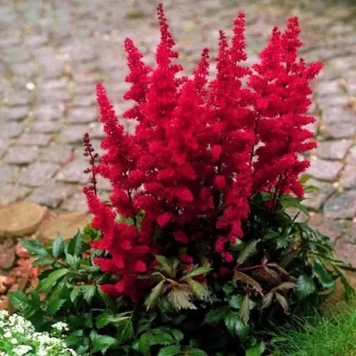 Астильба ГЛАТ Арендса — описание сорта Астильба ГЛАТ Арендса в Владикавказе