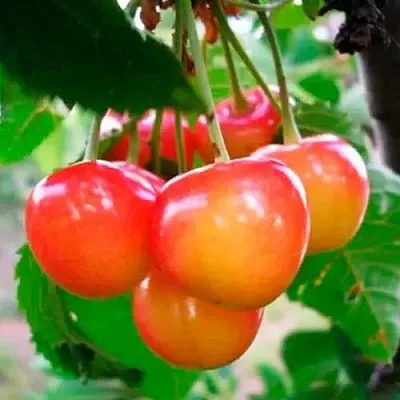 Черешня ДОНЧАНКА  Черешня ДОНЧАНКА в Владикавказе