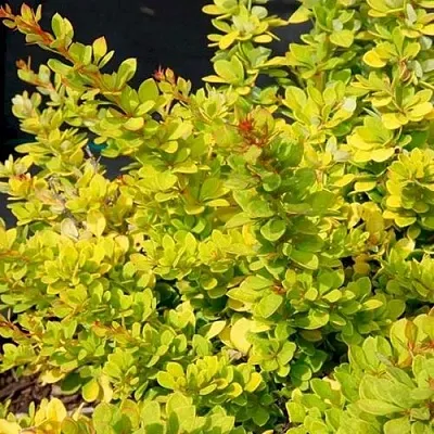 Барбарис СЕНСЕЙШЕН тунберга  Барбарис СЕНСЕЙШЕН тунберга в Владикавказе