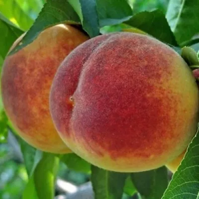 Персик НОВОСЕЛКОВСКИЙ в Владикавказе