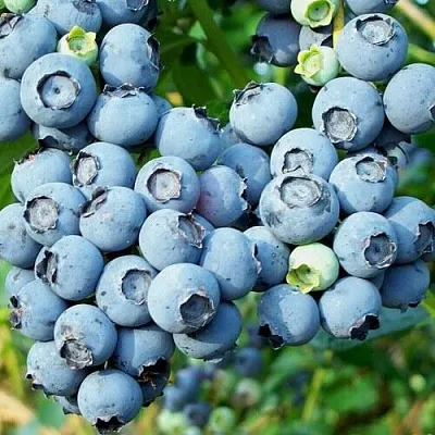 Голубика ПУРУ  Голубика ПУРУ в Владикавказе