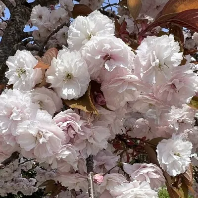 Сакура ШИРОФУГЕН  Сакура ШИРОФУГЕН в Владикавказе