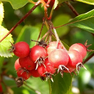 Боярышник ШАМИЛЬ в Владикавказе