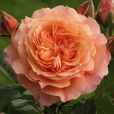 Саженцы роз БЕЛЬВЕДЕР шраб  Саженцы роз БЕЛЬВЕДЕР шраб в Владикавказе