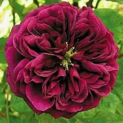 Саженцы роз ЗЕ ПРИНЦ английская  Саженцы роз ЗЕ ПРИНЦ английская в Владикавказе