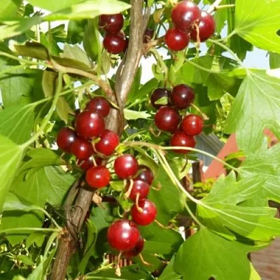 Смородина золотистая ВИШНЕВАЯ  Смородина золотистая ВИШНЕВАЯ в Владикавказе