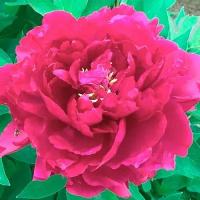 Пион ОСТРОВНОЙ МИНИСТР древовидный  Пион ОСТРОВНОЙ МИНИСТР древовидный в Владикавказе