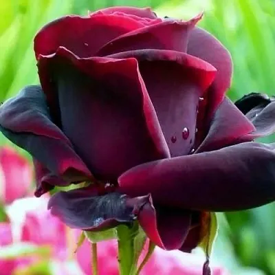 Саженцы роз ЧЕРНЫЙ ПРИНЦ чайно-гибридная в Владикавказе