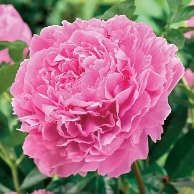 Пион МИСС ЭКХАРТ травянистый  Пион МИСС ЭКХАРТ травянистый в Владикавказе