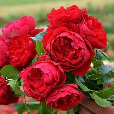 Саженцы роз ФЛОРЕНТИНА плетистая  Саженцы роз ФЛОРЕНТИНА плетистая в Владикавказе