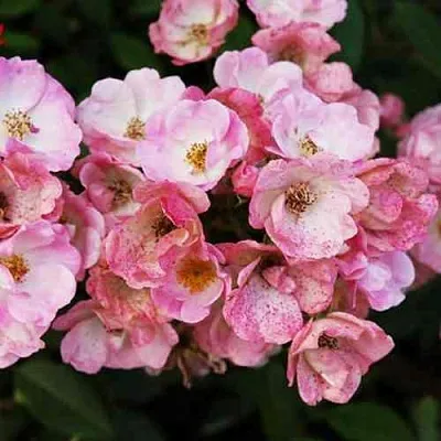 Саженцы роз АЛДЕН БИЗЕН мускусная  Саженцы роз АЛДЕН БИЗЕН мускусная в Владикавказе