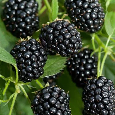 Ежевика АГАВАМ в Владикавказе