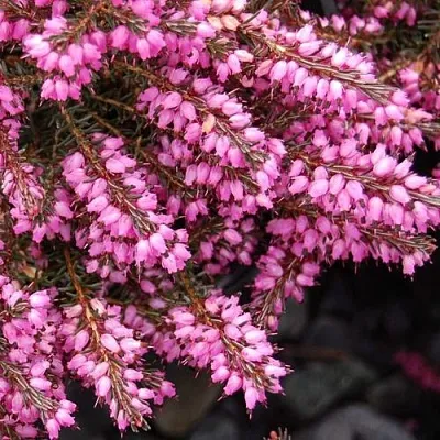 Эрика СТИНКЕ дарленская  Эрика СТИНКЕ дарленская в Владикавказе