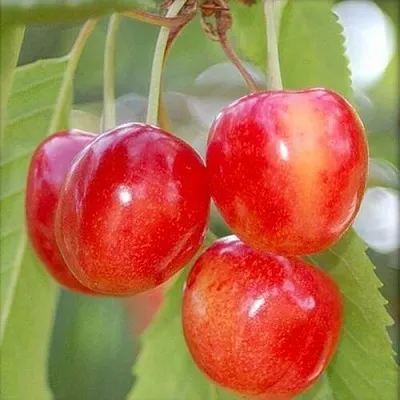 Черешня МЕДУНИЦА  Черешня МЕДУНИЦА в Владикавказе