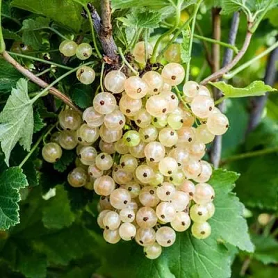 Смородина белая БЕЛАЯ ПОТАПЕНКО  Смородина белая БЕЛАЯ ПОТАПЕНКО в Владикавказе