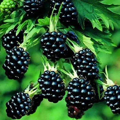 Ежевика КИТАНИНИ бесшипная в Владикавказе