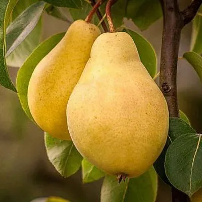 Осенние сорта  Осенние сорта в Владикавказе