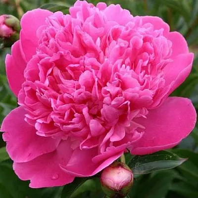 Пион ЭДУЛИС СУПЕРБА травянистый  Пион ЭДУЛИС СУПЕРБА травянистый в Владикавказе