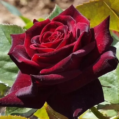 Саженцы роз БЛЭК БАККАРА чайно-гибридная в Владикавказе