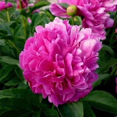 Пион ФЕЛИКС КРАУССЕ травянистый  Пион ФЕЛИКС КРАУССЕ травянистый в Владикавказе