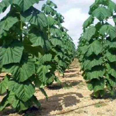 Павлония ПАО ТОГН Z07 в Владикавказе