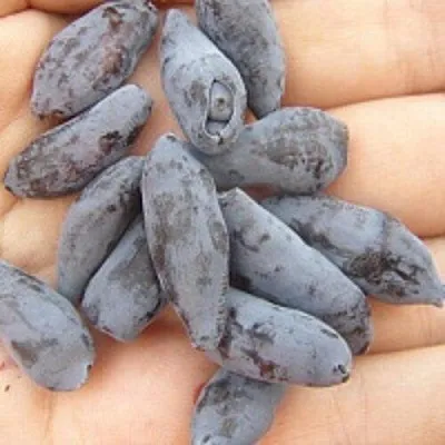 Жимолость съедобная ЧУЛЫМСКАЯ в Владикавказе