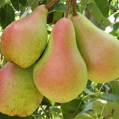 Груша ЛЕСНАЯ КРАСАВИЦА  Груша ЛЕСНАЯ КРАСАВИЦА в Владикавказе