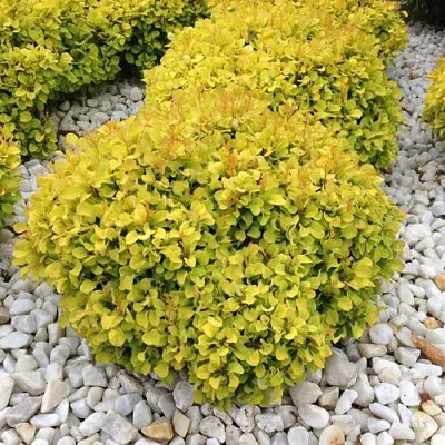 Барбарис БОНАНЗА ГОЛД тунберга  Барбарис БОНАНЗА ГОЛД тунберга в Владикавказе