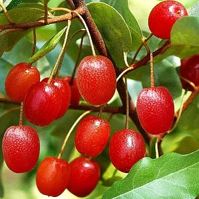 Гуми в Владикавказе