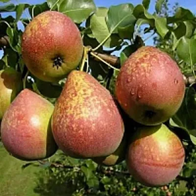 Груша МРАМОРНАЯ  Груша МРАМОРНАЯ в Владикавказе