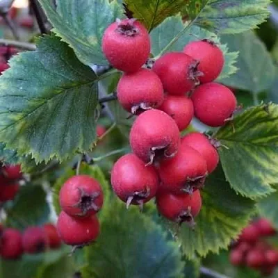 Боярышник АРНОЛЬДА в Владикавказе