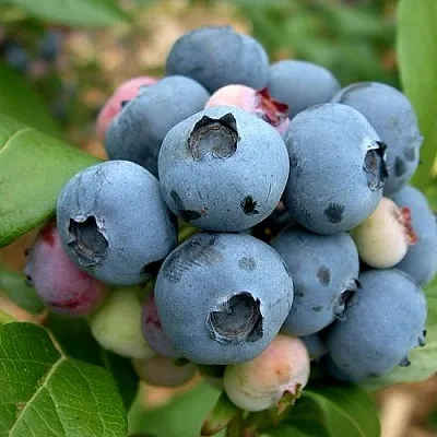 Голубика КОЛЛИНЗ  Голубика КОЛЛИНЗ в Владикавказе