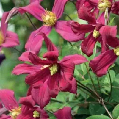 Клематис СТРОУБЕРРИ ФИЛДС  Клематис СТРОУБЕРРИ ФИЛДС в Владикавказе