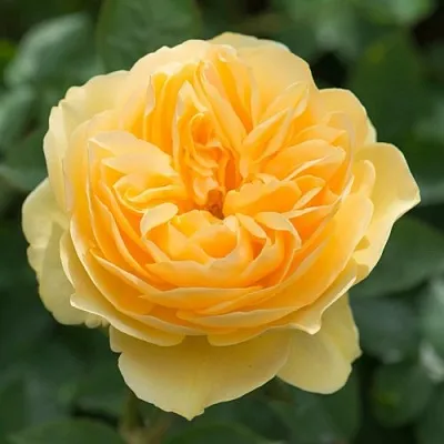 Саженцы роз ГРЕХАМ ТОМАС английская  Саженцы роз ГРЕХАМ ТОМАС английская в Владикавказе